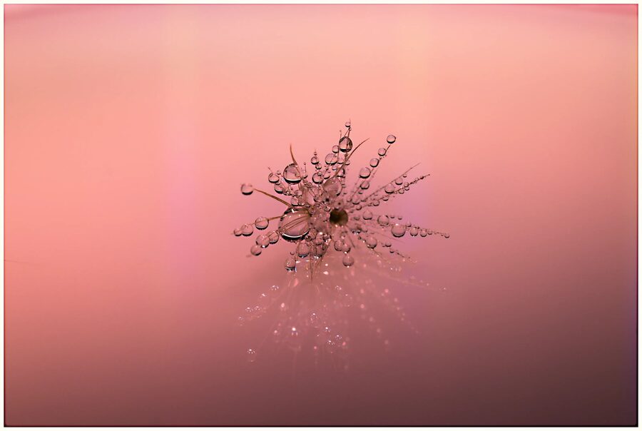 Dandelion Dreams, photo 8