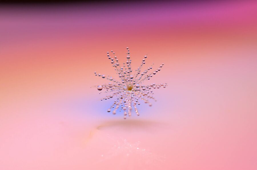 Dandelion Dreams, photo 7