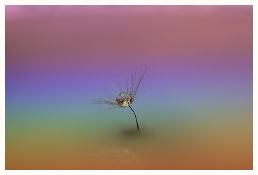Dandelion Dreams, photo 6