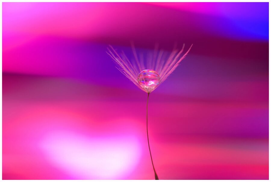 Dandelion Dreams, photo 5