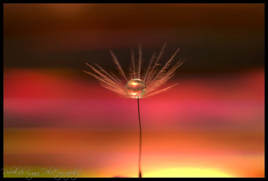 Dandelion Dreams, photo 4