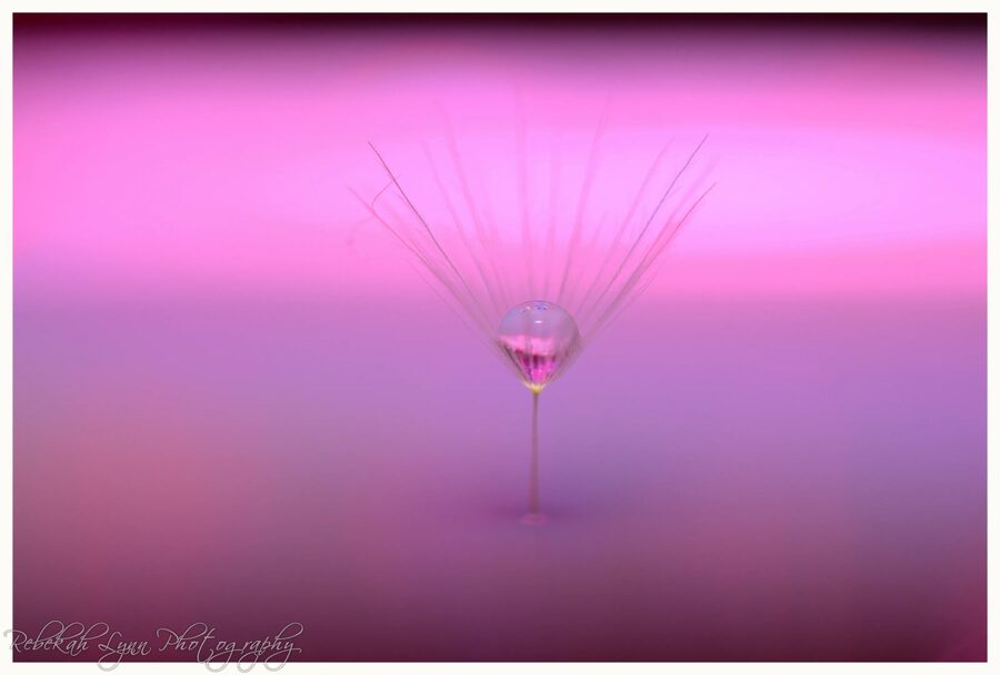 Dandelion Dreams, photo 3