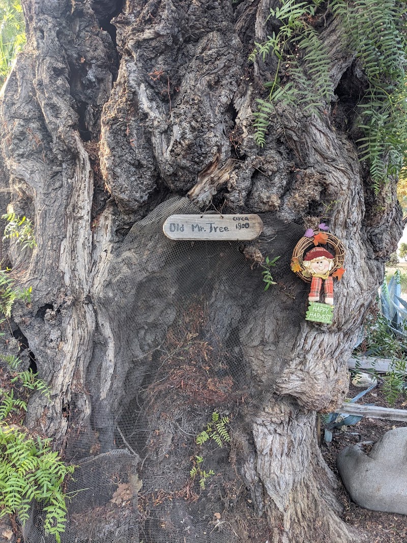 place_image Old Mr. Tree