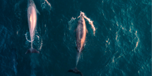 Fish and animal counting