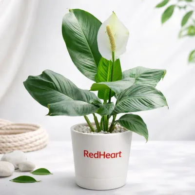 Pearl Bloom Peace Lily by RedHeart