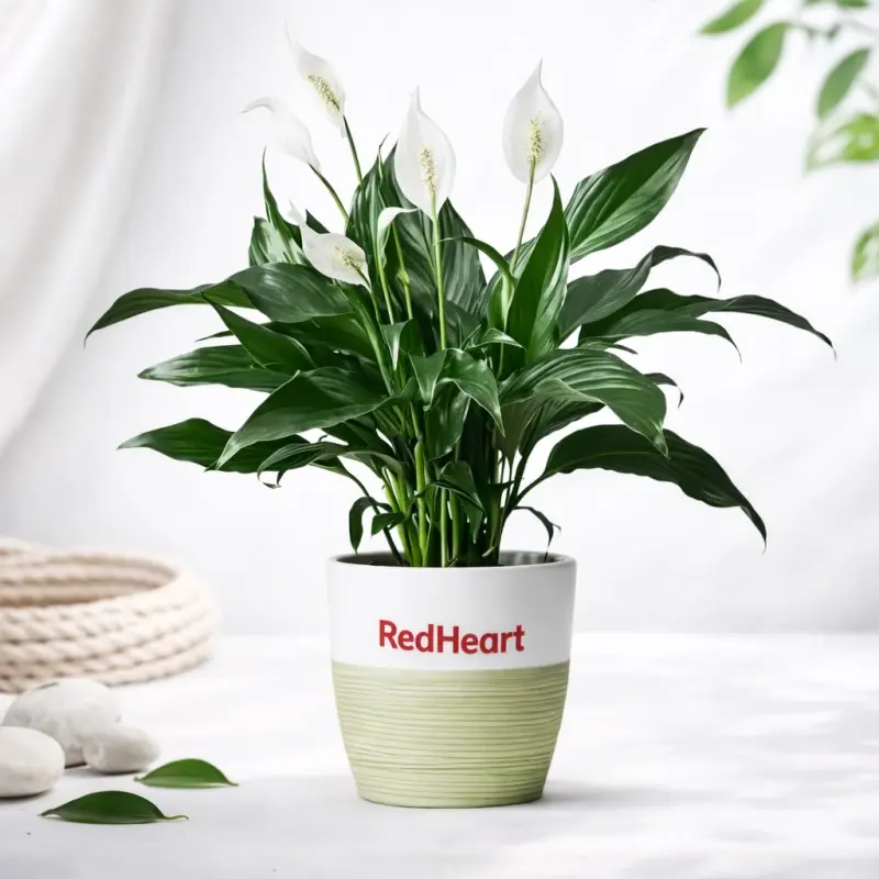 Harmony Bloom Peace Lily