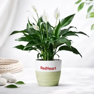Harmony Bloom Peace Lily by RedHeart