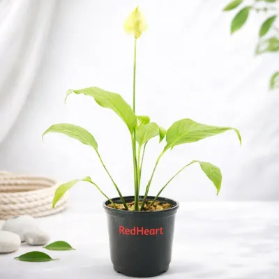 Lime Glow Peace Lily by RedHeart