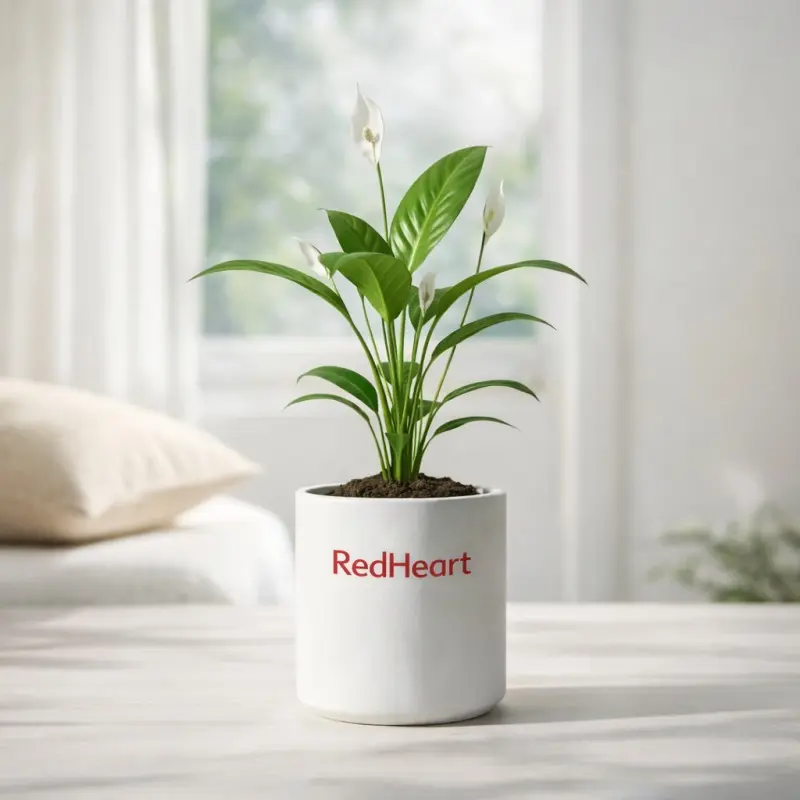 Pure Mist Peace Lily