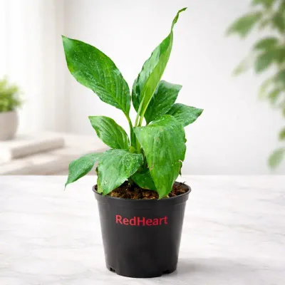 Verdant Calm Peace Lily by RedHeart