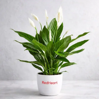 Snow Bloom Peace Lily by RedHeart