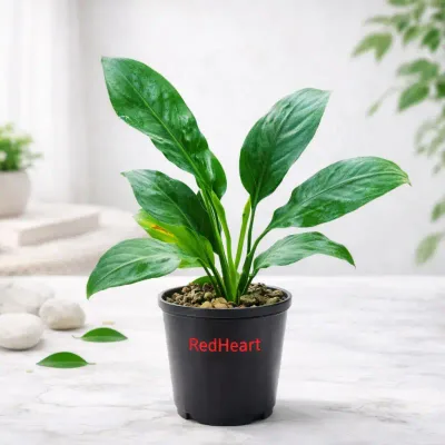 Emerald Ease Peace Lily by RedHeart
