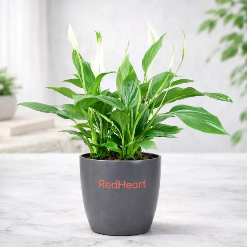 Slate Bloom Peace Lily