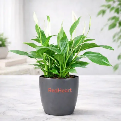 Slate Bloom Peace Lily by RedHeart