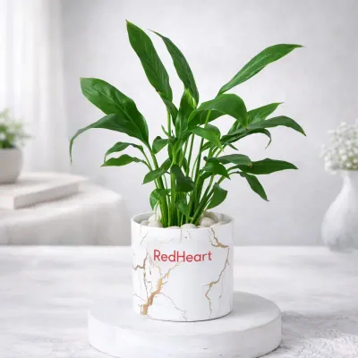 Marble Mist Peace Lily by RedHeart