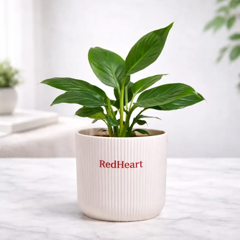 Blush Rib Peace Lily