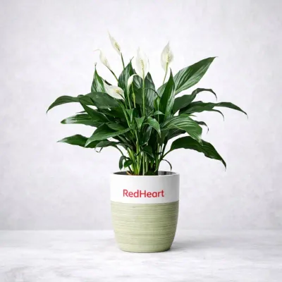 Sage Bloom Peace Lily by RedHeart