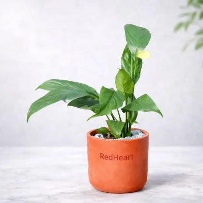 Terra Glow Peace Lily by RedHeart