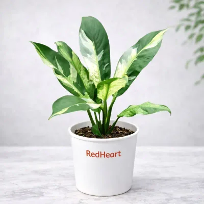 Domino Peace Lily Plant by RedHeart