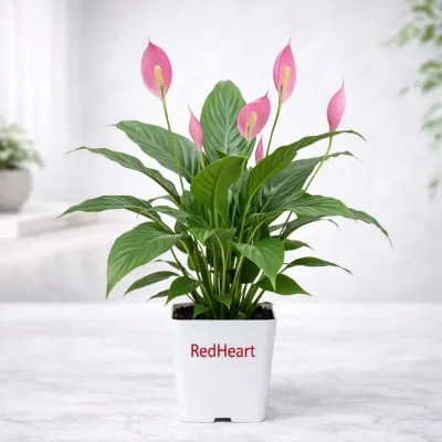 Pink Bloom Peace Lily Plant by RedHeart