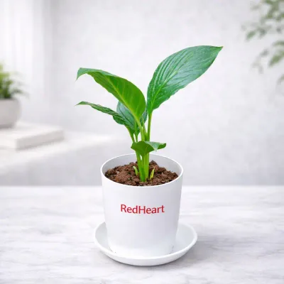 Young Peace Lily Plant by RedHeart