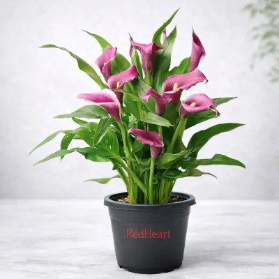 Pink Calla Lily Plant by RedHeart
