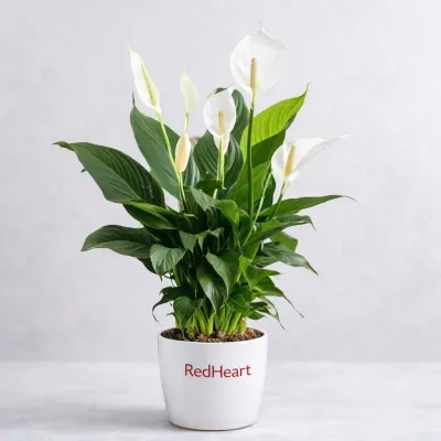 White Bloom Peace Lily Plant by RedHeart