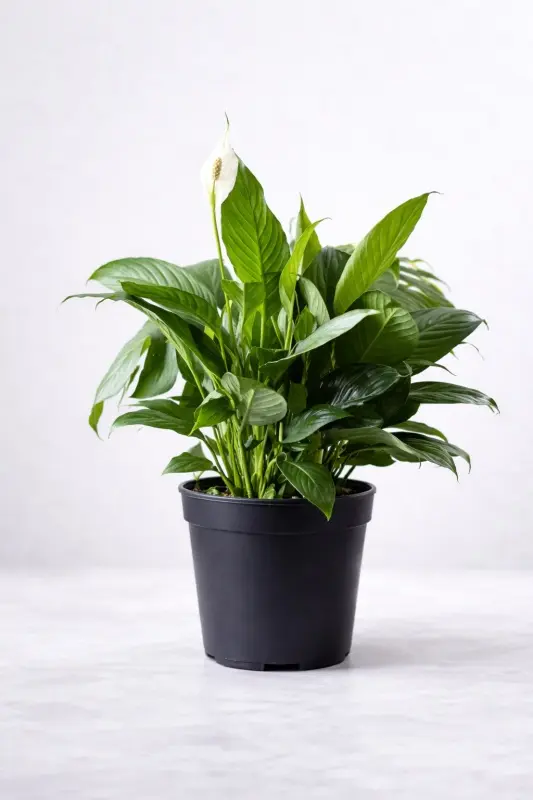 Classic Peace Lily Plant