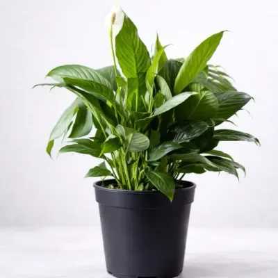 Classic Peace Lily Plant by RedHeart