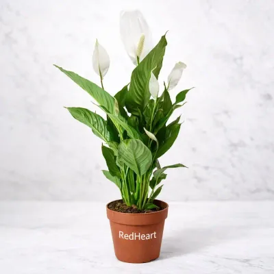 Blooming Peace Lily Plant by RedHeart