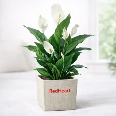 Elegant Peace Lily Plant by RedHeart