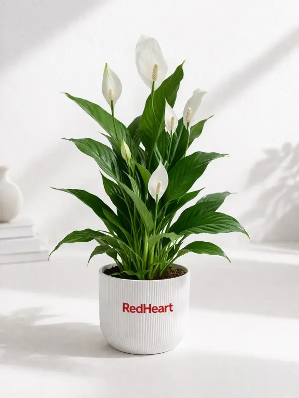 Ribbed Peace Lily Plant