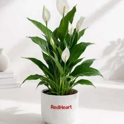 Ribbed Peace Lily Plant by RedHeart