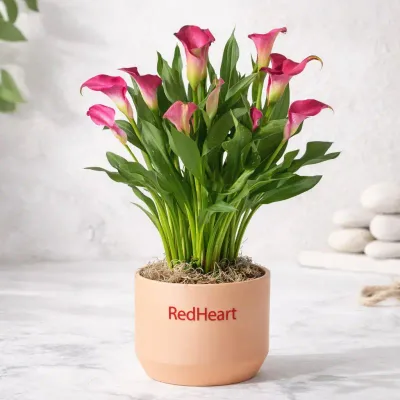 Blush Calla Lily Plant by RedHeart
