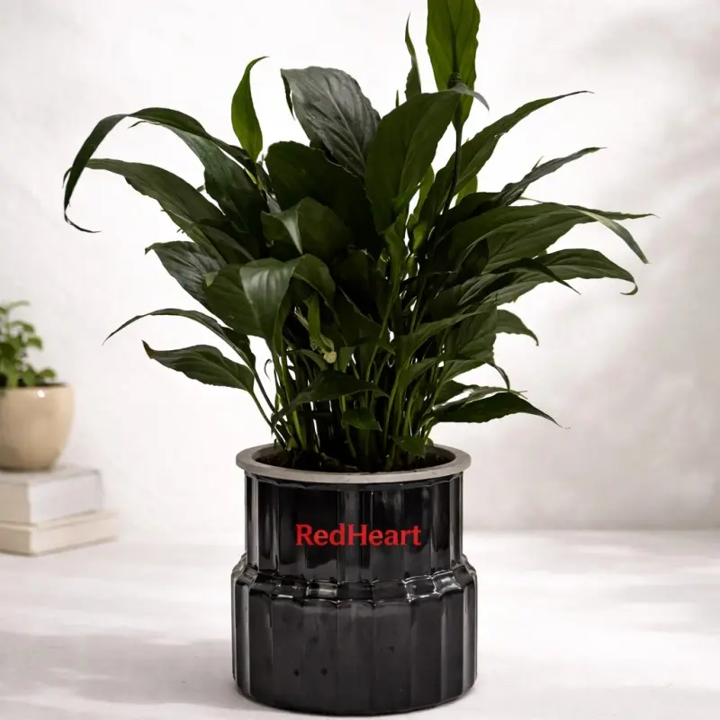 Midnight Peace Lily Plant