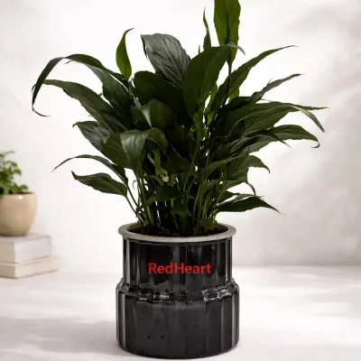 Midnight Peace Lily Plant by RedHeart