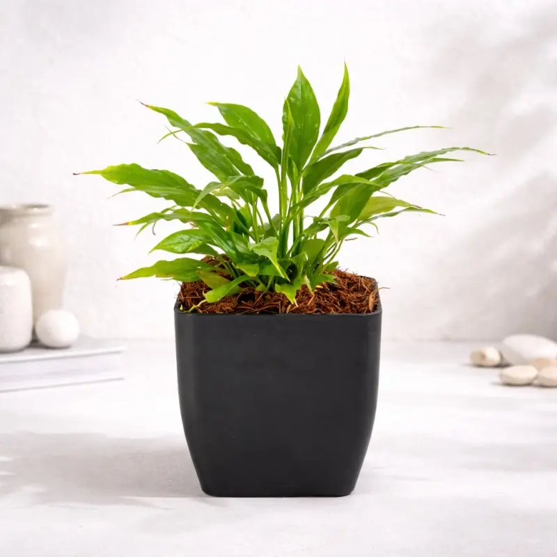 Compact Peace Lily Plant