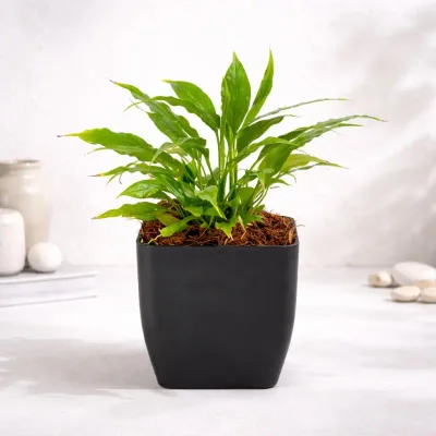 Compact Peace Lily Plant by RedHeart