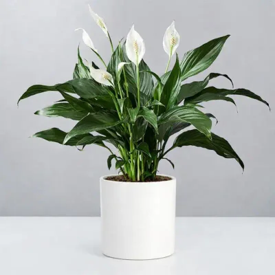 Deluxe Peace Lily Plant by RedHeart