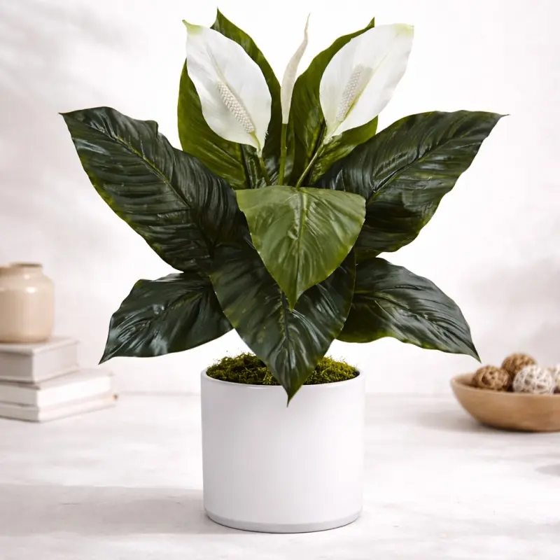 Premium Peace Lily Plant