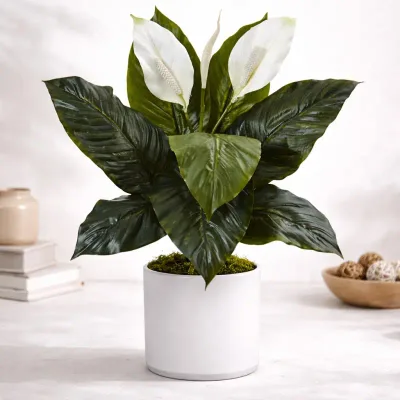 Premium Peace Lily Plant by RedHeart