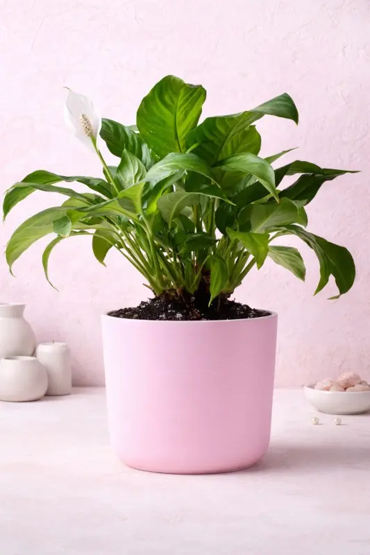 blush-peace-lily-plant