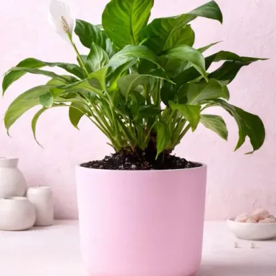 blush-peace-lily-plant by RedHeart