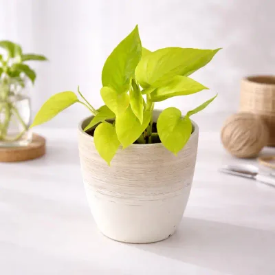 Lime-Glow-Money-Plant by RedHeart