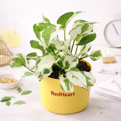 Snow-Splash-Money-Plant by RedHeart