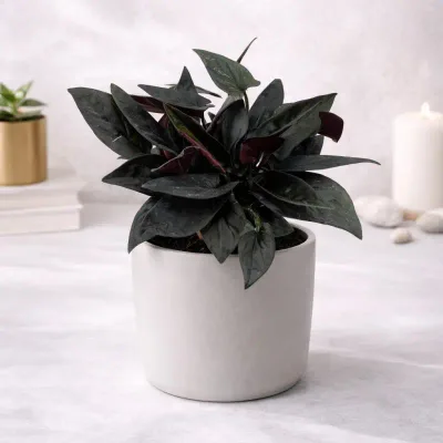 Midnight-Ruby-Philodendron by RedHeart