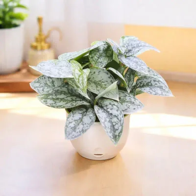 Silver-Mist-Aglaonema by RedHeart