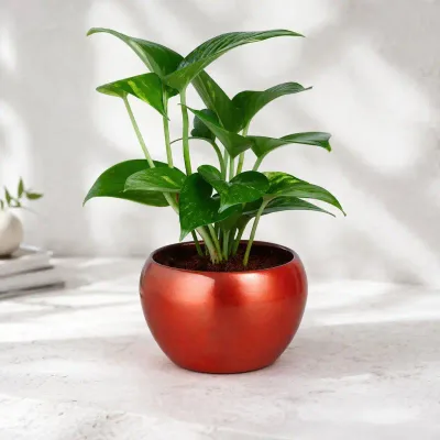 Scarlet-Glow-Money-Plant by RedHeart