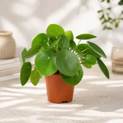 Jade-Coin-Pilea by RedHeart