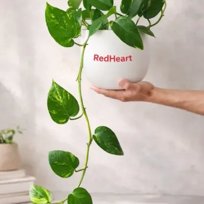 Cascade-Gold-Money-Plant by RedHeart